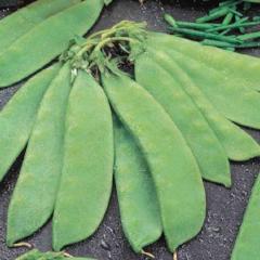 Pea Snowpea Snowflake - McKenzie Seeds