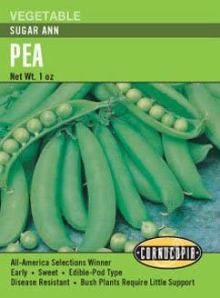 Pea Sugar Ann - Cornucopia Seeds