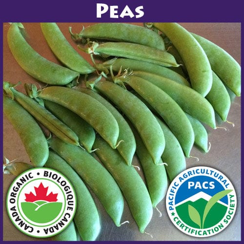 Pea Sugar Snap - Good Earth Farms