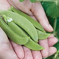 Pea Super Snappy - Burpee Seeds