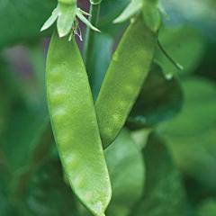 Pea Super Snappy - Burpee Seeds