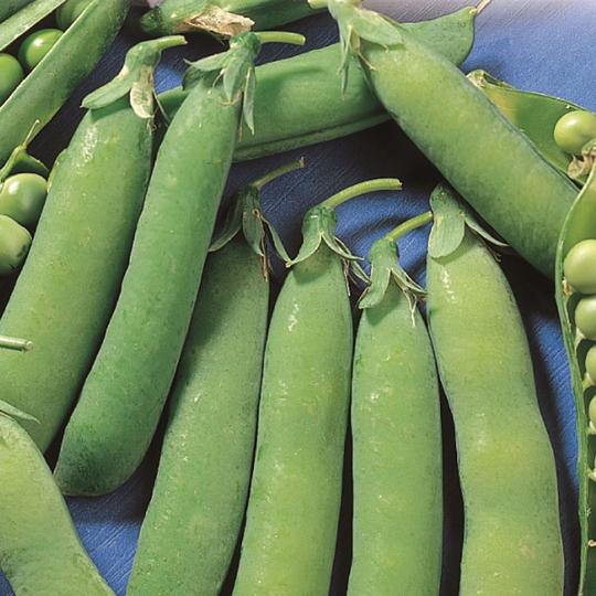 Pea Tall Telephone Alderman - McKenzie Seeds