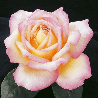 Peace Pink and Yellow Hybrid Tea Weeks Rose