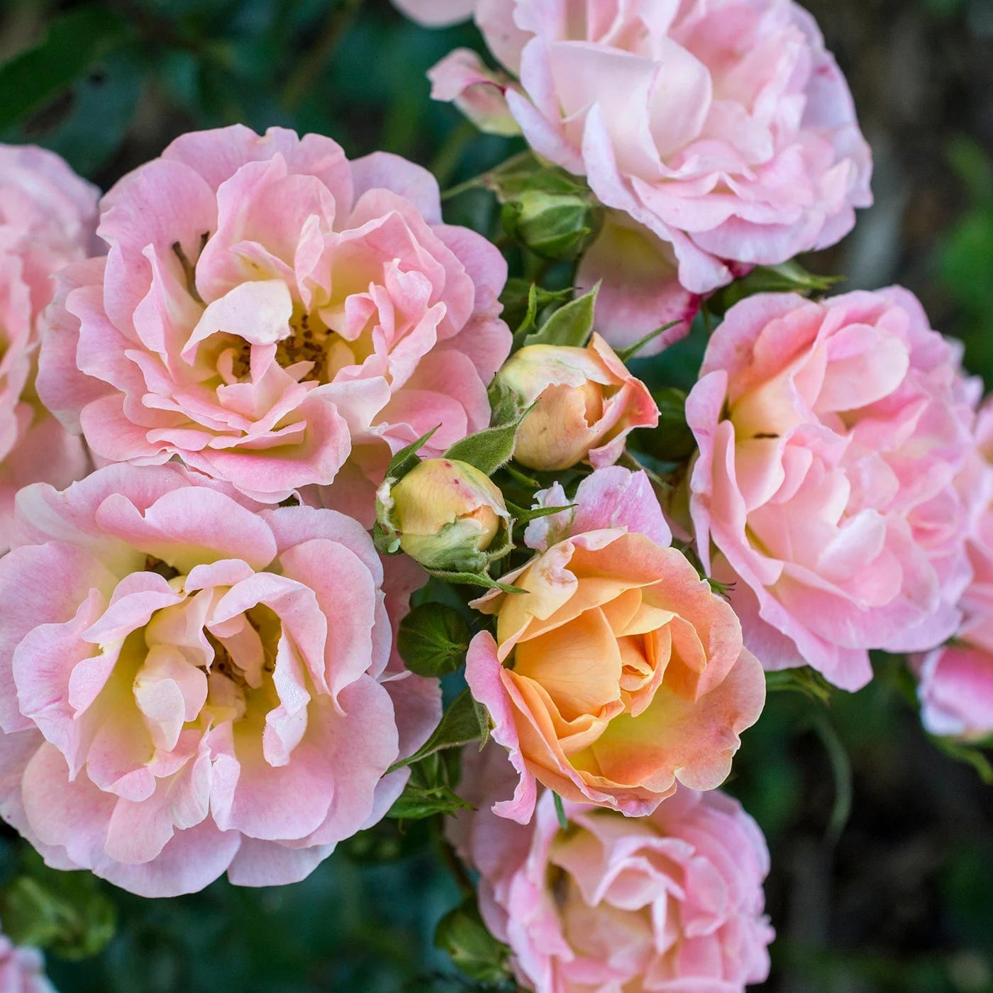Peach Drift - Star Roses and Plants