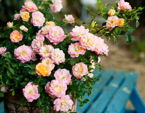 Peach Drift - Star Roses and Plants