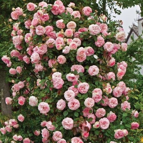 Pearly Gates - Weeks Rose