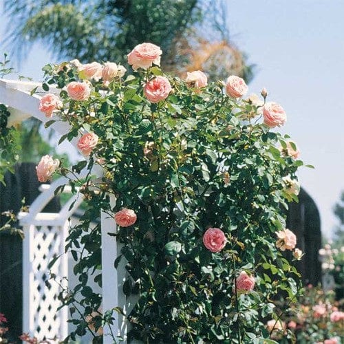 Pearly Gates - Weeks Rose