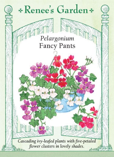 Pelargonium Fancy Pants - Renee's Garden