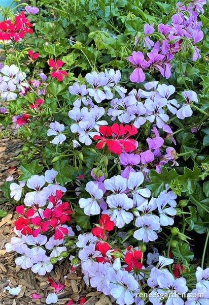 Pelargonium Fancy Pants - Renee's Garden