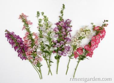 Penstemon Wedding Bells - Renee's Garden