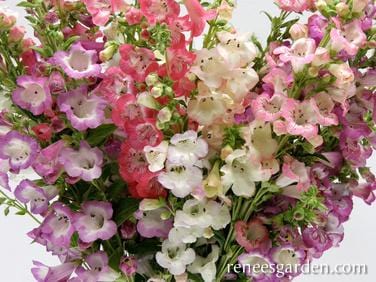 Penstemon Wedding Bells - Renee's Garden