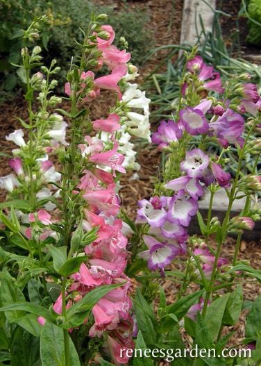 Penstemon Wedding Bells - Renee's Garden