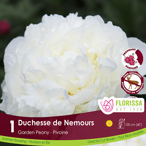 Peony - Duchesse de Nemours