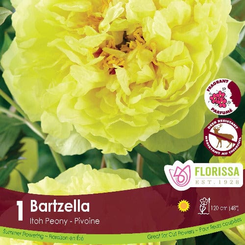 Peony, Itoh - Bartzella