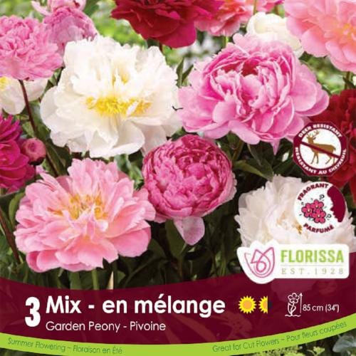 Peony Mix Pink and White spring bulbs