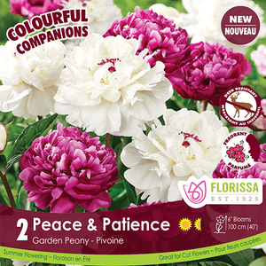 Peony - Peace & Patience, Colourful Companions, 2 Pack