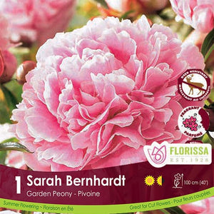 Paeonia Sarah Bernhardt
