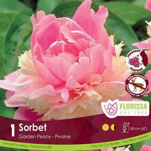 Paeonia Sorbet Pink Spring Bulb