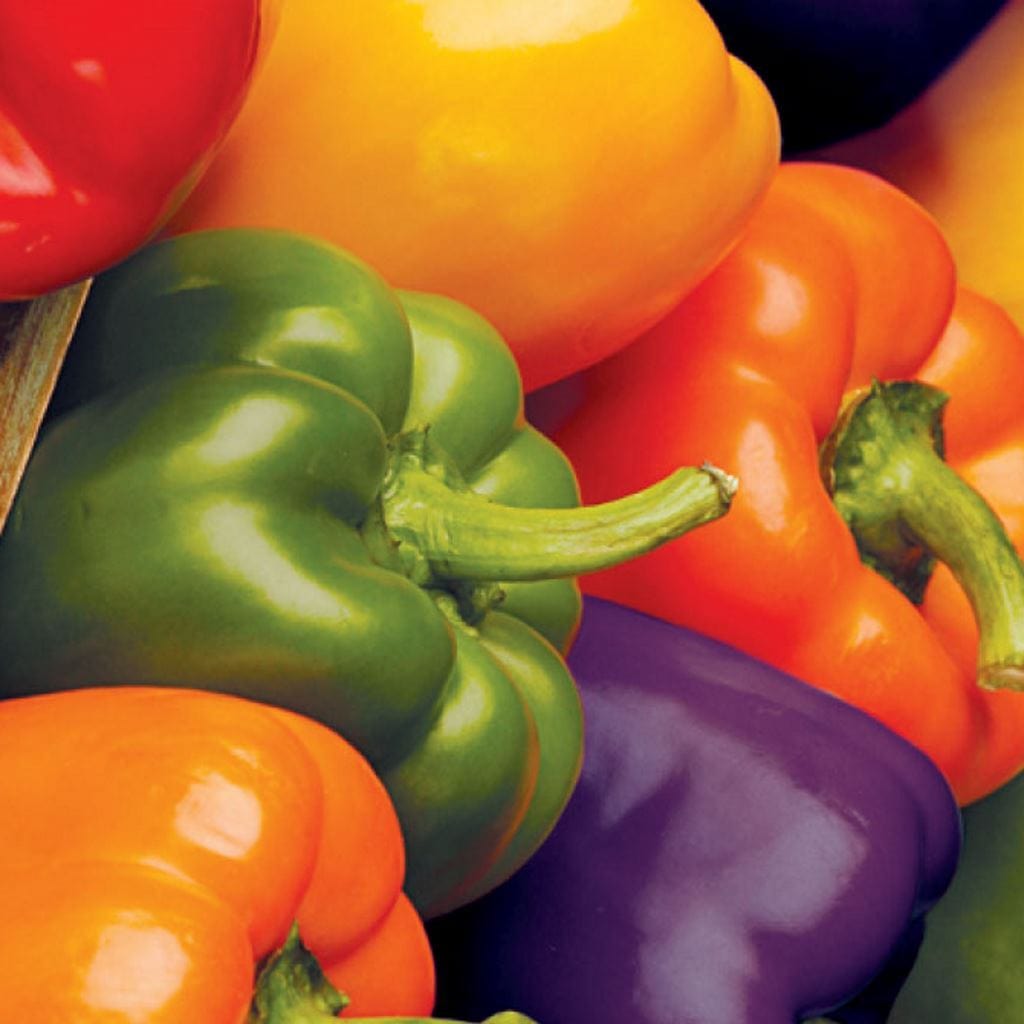 Pepper Bell Color Mix, Sow Easy - McKenzie Seeds
