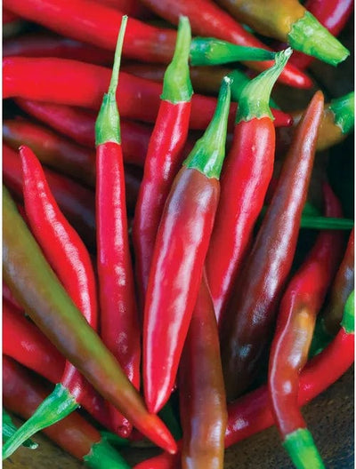 Pepper Big Thai Hybrid - Burpee Seeds
