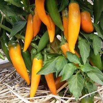 Heirloom Chile Peppers Bulgarian Carrot 