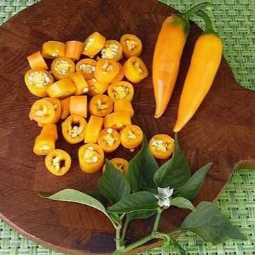 Heirloom Chile Peppers Bulgarian Carrot 