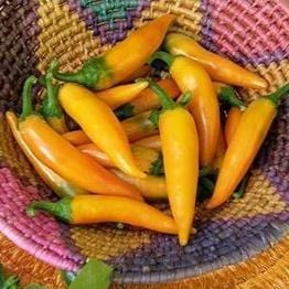 Heirloom Chile Peppers Bulgarian Carrot 