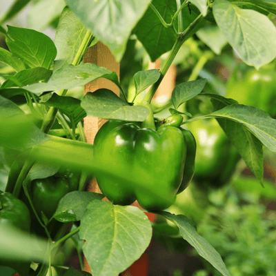 Pepper Early Calwonder - Ontario Seed Company