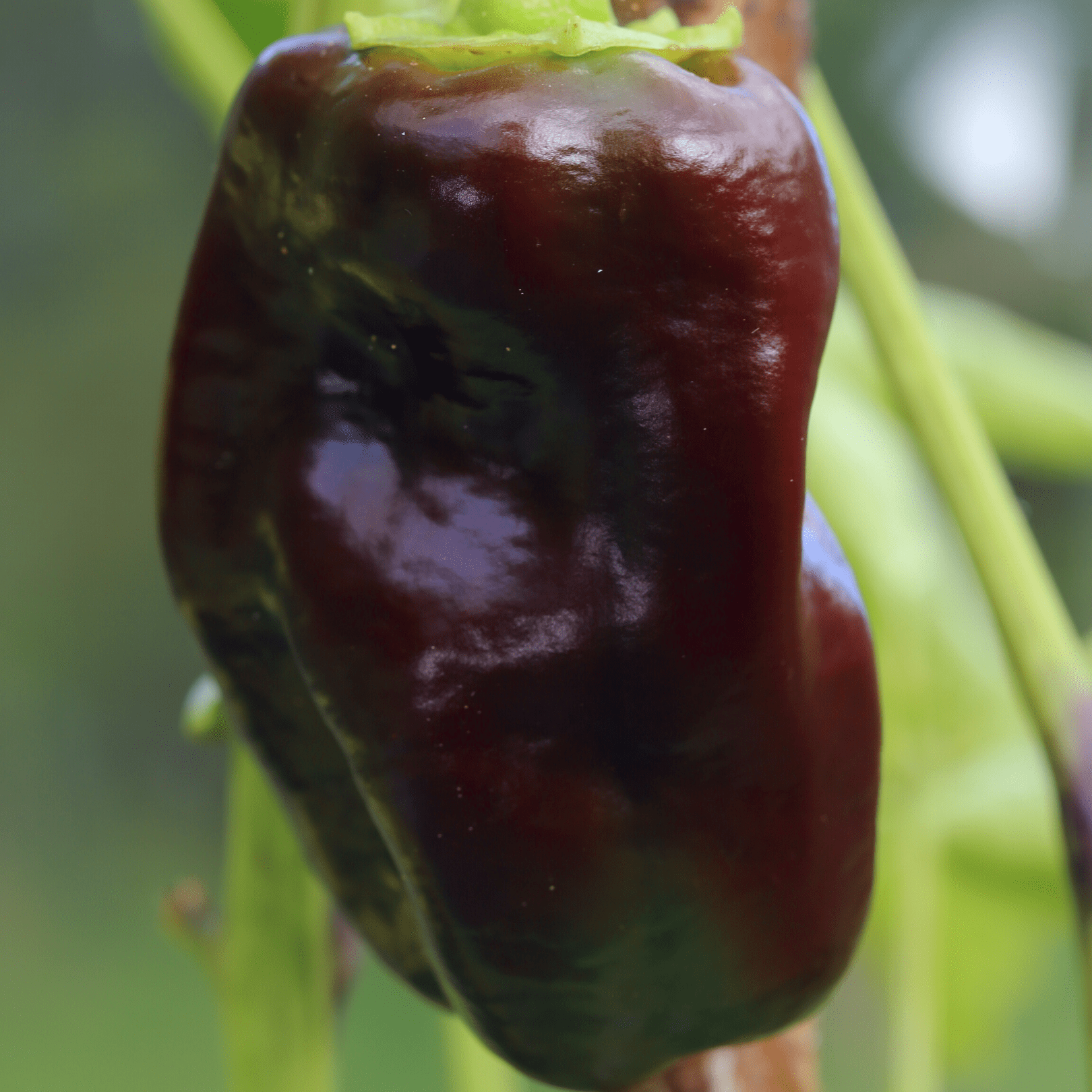 Pepper Georgescu Chocolate - Salt Spring Seeds