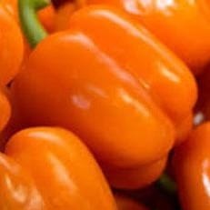 Peppers Gourmet Orange - Renee's Garden Seeds