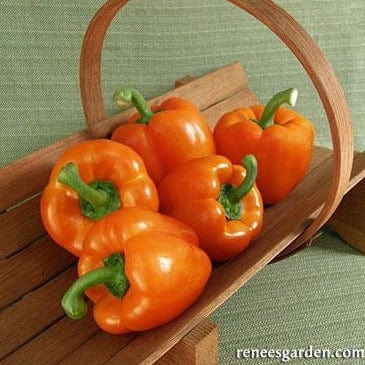 Peppers Gourmet Orange - Renee's Garden Seeds