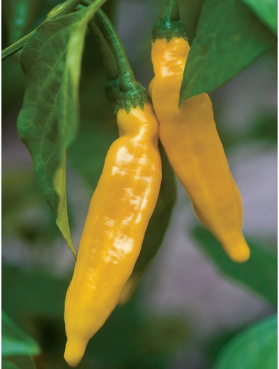 Pepper Hot Lemon - Burpee Seeds
