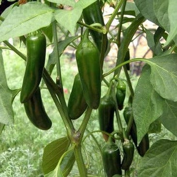 Jalapenos Early Flame Chile - Renee's Garden Seeds