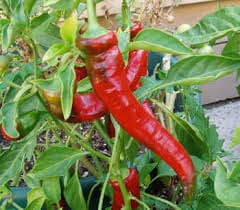 Pepper Jimmy Nardello - Salt Spring Seeds