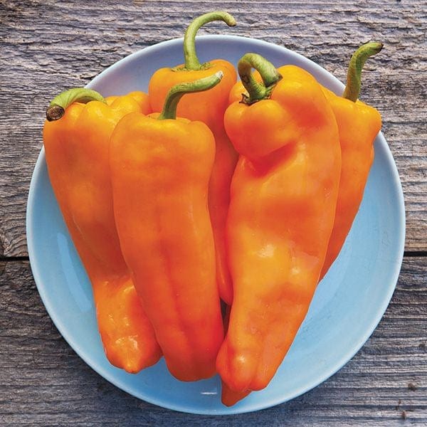 Pepper Lively Italian Sweet Orange - Saanich Organics