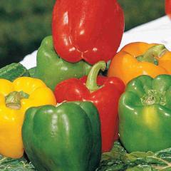 Pepper Mini Bell Mix - McKenzie Seeds