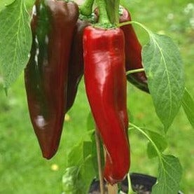 Chile NuMex Joe E Parker - Renee's Garden Seeds