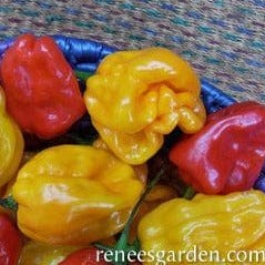 Pepper Orange & Red Suave - Renee's Garden Seeds