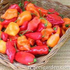 Pepper Orange & Red Suave - Renee's Garden Seeds