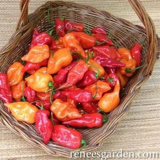 Pepper Orange & Red Suave - Renee's Garden Seeds