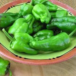 Peppers Padron Tapas - Renee's Garden Seeds