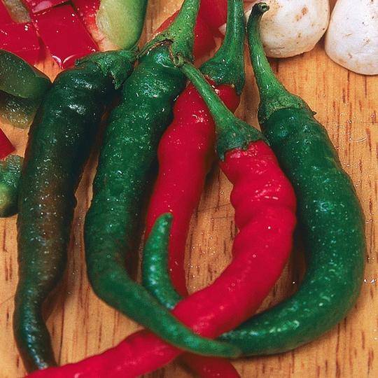 Pepper Piccante De Cayenna - McKenzie Seeds