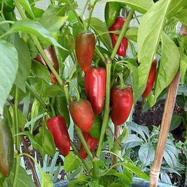 Pepper Pizza My Heart - Renee's Garden Seeds