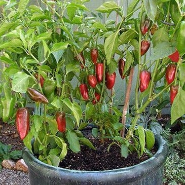 Pepper Pizza My Heart - Renee's Garden Seeds