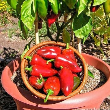 Pepper Pizza My Heart - Renee's Garden Seeds