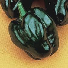 Pepper Poblano Ancho Hot - Salt Spring Seeds