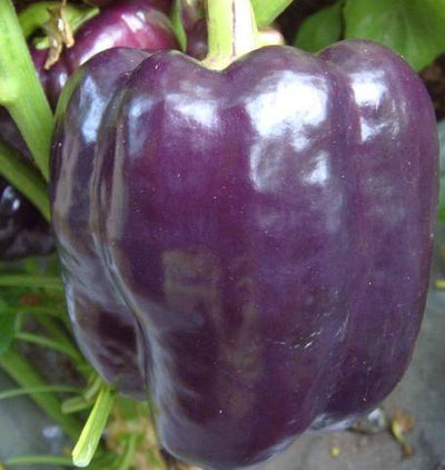 Pepper Purple Beauty - West Coast Seeds