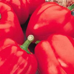 Pepper Red Bell - McKenzie Seeds