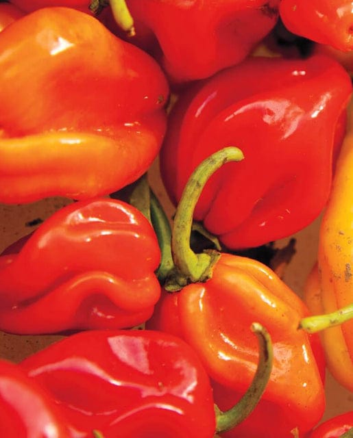 Pepper Red Habanero - West Coast Seeds