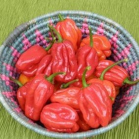 Pepper Red Savina - Renee's Garden Seeds